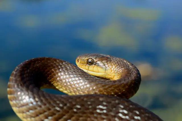 Die Äskulapnatter erfüllt wichtige Aufgaben in unseren Ökosystemen, indem sie Bestände von Mäusen und anderen Kleinsäugern reguliert und selbst am Speiseplan von Greifvögeln und anderen Wildtieren steht. | Foto: Wolfgang Schruf