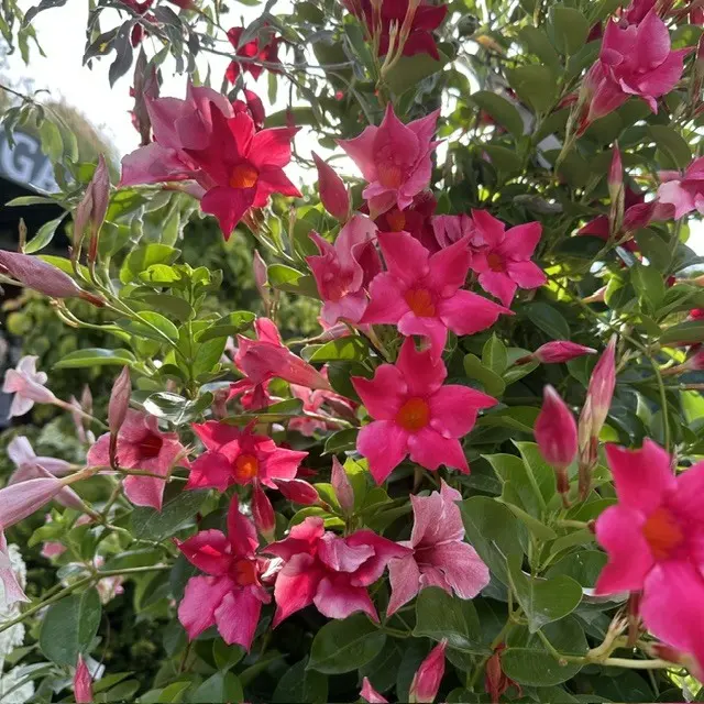 ... während des Sommernachtstraum ...
