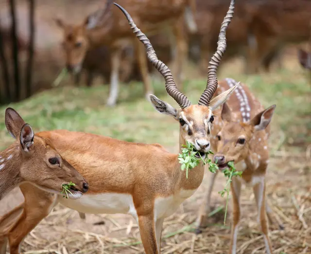 Im Frühjahr wurden Ermittlungen aufgenommen, nachdem in einem Gehege eine tote Hirschziegenantilope entdeckt wurde. (Symbolbild) | Foto: snehitdesign/Smarterpix