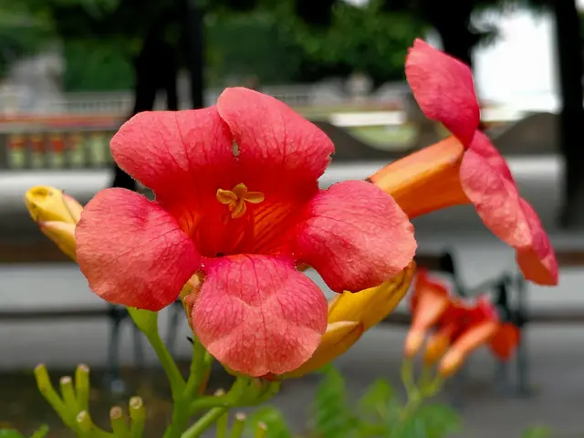 Foto: H.Bachinger