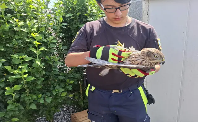 Ein Mitglied der Tierrettung konnte einen verletzten Greifvogel in einem Garten in Sipbachzell sichern. | Foto: Laumat.at