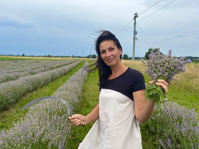 Daniela Gurtner erntet den Lavendel traditionell mit der Sichel. | Foto: MeinBezirk/Anja Kern
