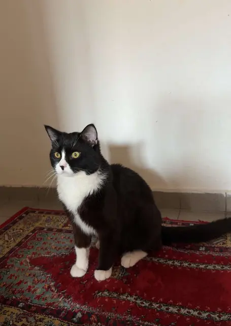 Der Kater hört auf seinen Namen, sei aber menschenscheu. | Foto: zVg