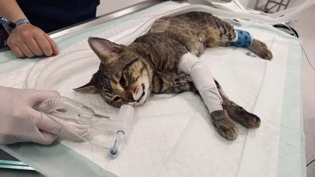 Nach einem Fenstersturz wurde Kater Frankie schwer verletzt vor einer Kirche in Ottakring ausgesetzt. | Foto: Tierquartier Wien