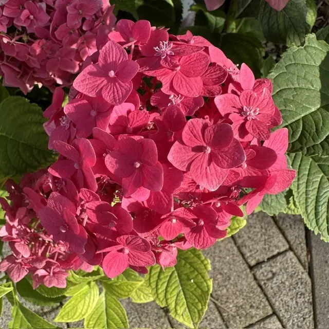 ... in Rosé.