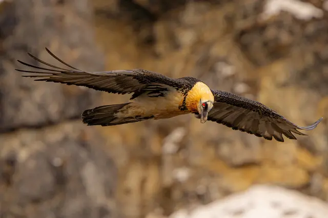 Auf den Spuren des Bartgeiers: Eine geführte Themenwanderung im Naturpark Ötztal widmet sich jeden Mittwoch dem größten Greifvogel der Alpen und seinem Lebensraum. | Foto: Stefan Plangger