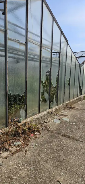 Viele Glashäuser weisen zerschlagene Fenster auf, die Scherben liegen am Boden.   | Foto: z.V.g.