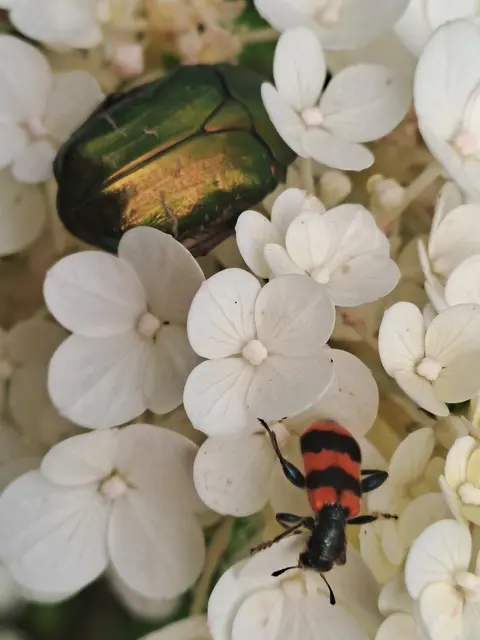 Gemeiner Bienekäfer und Rosenkäfer
