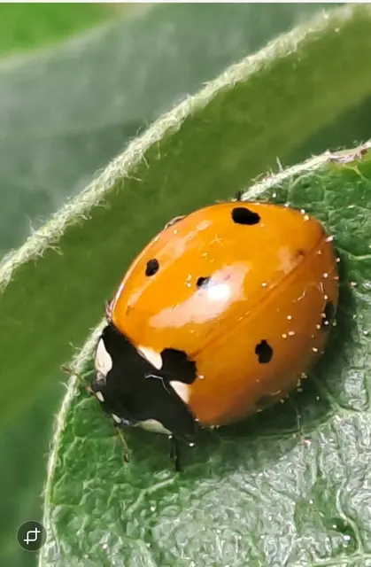Marienkäfer