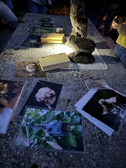 Die Tiere der Nacht. | Foto: Mirjam Preineder