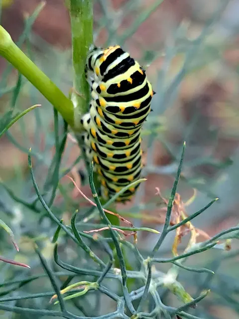 Raupe des Schwalbenschwanz. 