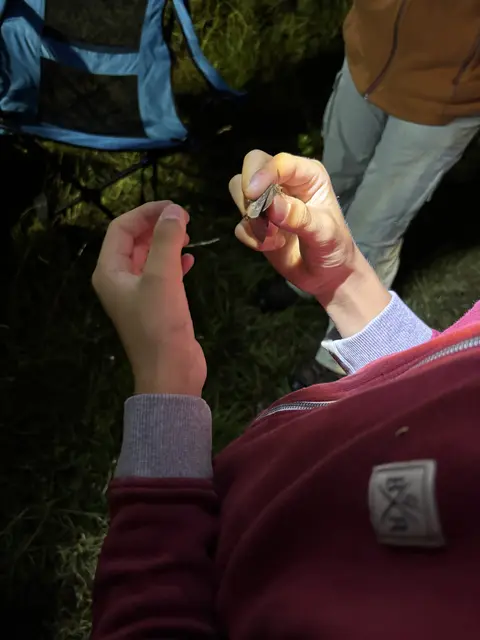 Ein Kiefernspinner wurde gefangen, und dann wieder freigelassen. | Foto: Mirjam Preineder