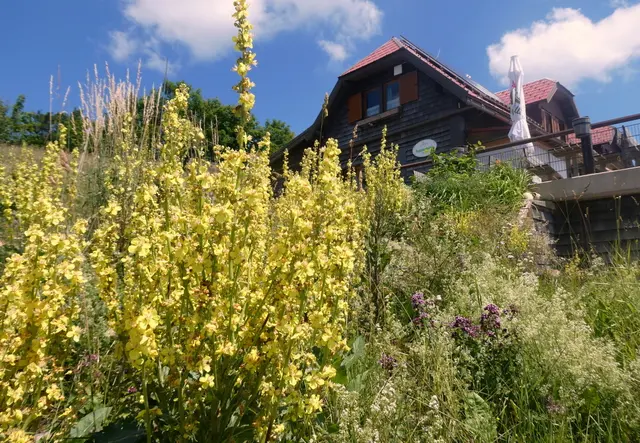 Viele schön blühende Königskerzen bei der Traisner Hütte