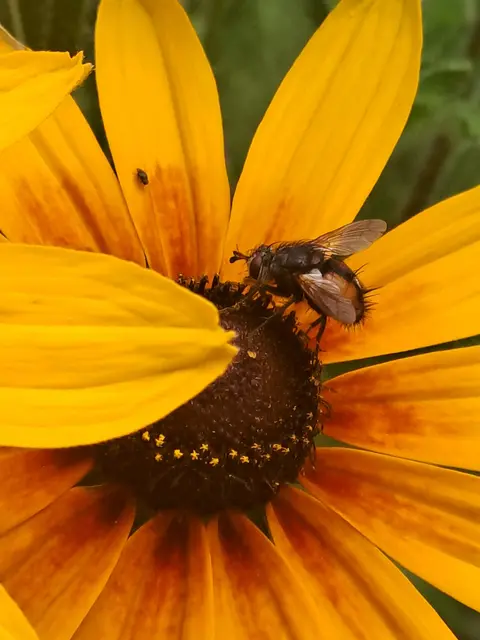 Raupenfliege