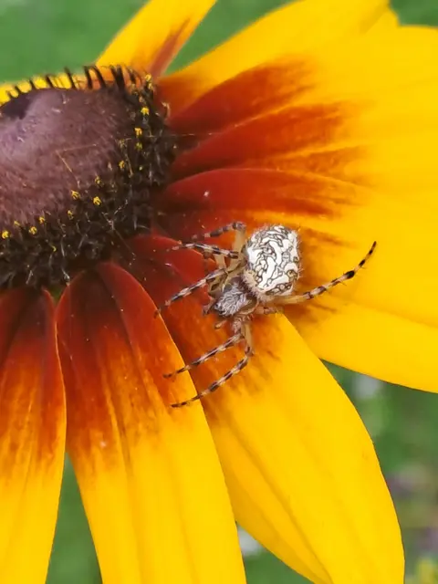 Eichblatt Radspinne