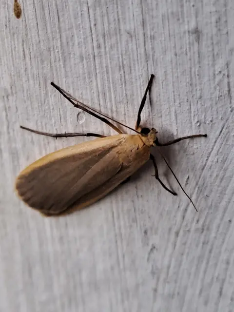 Nadelwald Flechtenbärchen
