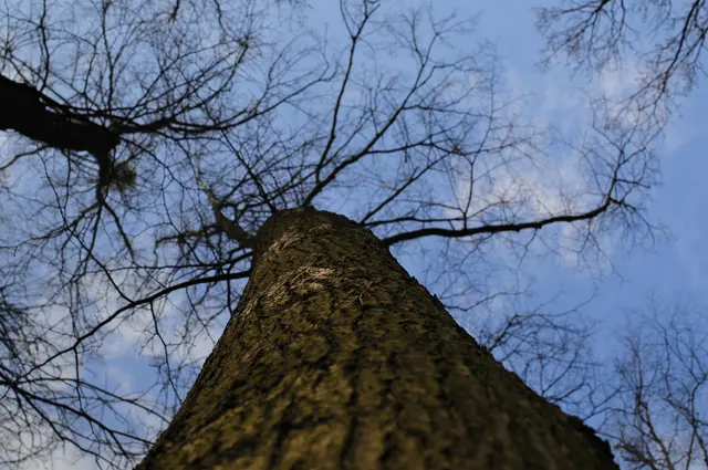 Der Wochenstart bringt in Niederösterreich überwiegend freundliches Sommerwetter. | Foto: Kurt Dvoran