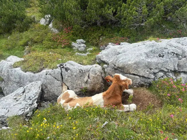 Der Ochse war auf 2.000 Metern Seehöhe in eine Doline gestürzt, hatte sich verletzt und konnte nicht mehr weiter. | Foto: Land Steiermark/PB Schmiedtbauer