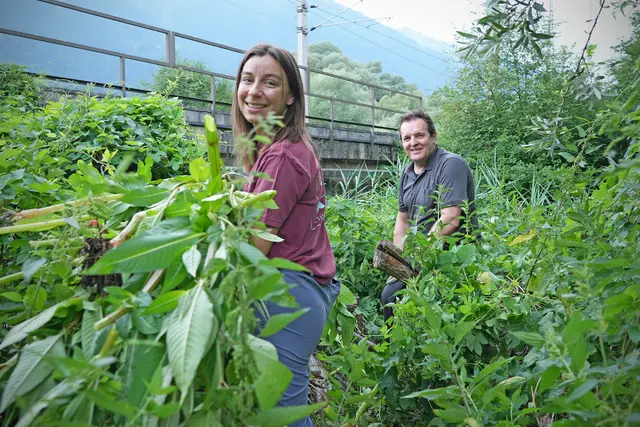 Schutzgebietsbetreuerin Laura Kanduth und Naturschutzlandesrat René Zumtobel setzen sich für die Neophytenbekämpfung ein. | Foto: © Land Tirol/Trenker