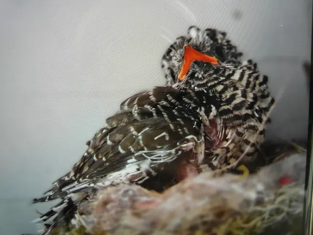 Rotschwanz Pärchen zieht Kuckuck auf im Carport. | Foto: August Tinauer