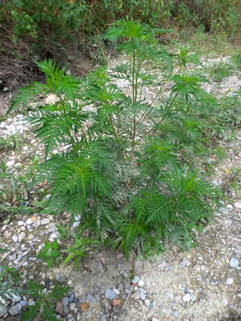 Ragweed, eine eingeschleppte und invasive Pflanzenart, die Allergien auslösen kann. | Foto: KAT