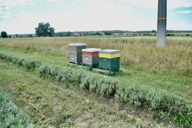 Die Bewohner dreier Bienenstöcke genießen den Bio-Lavendel. | Foto: Achinger Lavendel