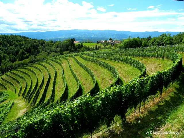 Nur in der Juliglut, gedeihen Wein und Getreide gut ! Wie's Wetter am Siebenbrüdertag, es sieben Wochen bleiben mag. Der 10. Juli ist der Tag der Sieben Brüder, mit welchen die sieben Söhne der heiligen Felicitas gemeint sind, die im 2. Jahrhundert unter der Herrschaft des Kaisers Antoninus in Rom zusammen mit ihren Söhnen den Märtyrertod starb. Nach der Überlieferung heißen die sieben Söhne Alexander, Felix, Januaris, Martialis, Philippus, Silvanus und Vitalis. Eine ganze Reihe von Bauernregeln bezieht sich auf die ersten Julitage bis hin zum 10. Juli. | Foto: Kurt Maritschnegg