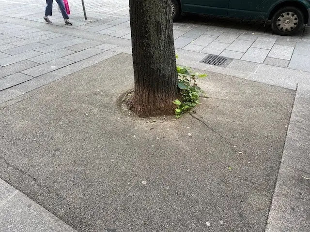 So sehen die Baumscheiben in der Meidlinger Hauptstraße vor der Umgestaltung aus. | Foto: MA 42