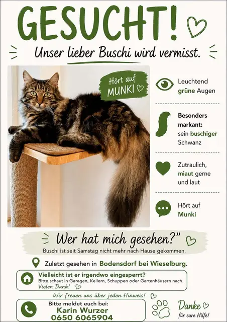 Katze Buschi wird in Wieselburg-Land vermisst