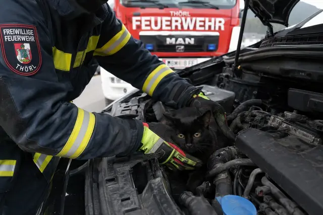 Zu einer Tierrettung musste die Feuerwehr Thörl am Sonntag ausrücken. | Foto: FF-Thörl/Fladl