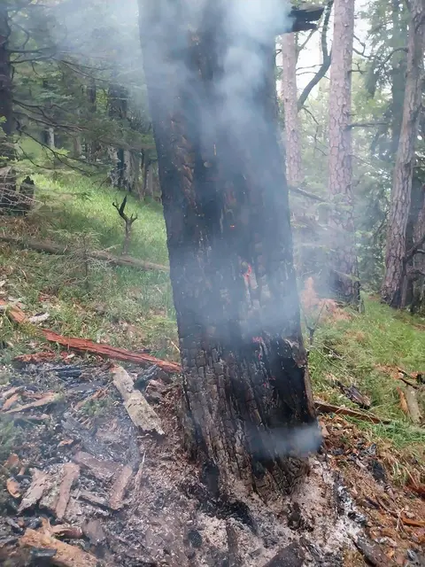 Ein durch einen Blitzschlag entzündeter Baum löste den Brandeinsatz aus.  | Foto: Feuerwehr St.Jakob im Rosental