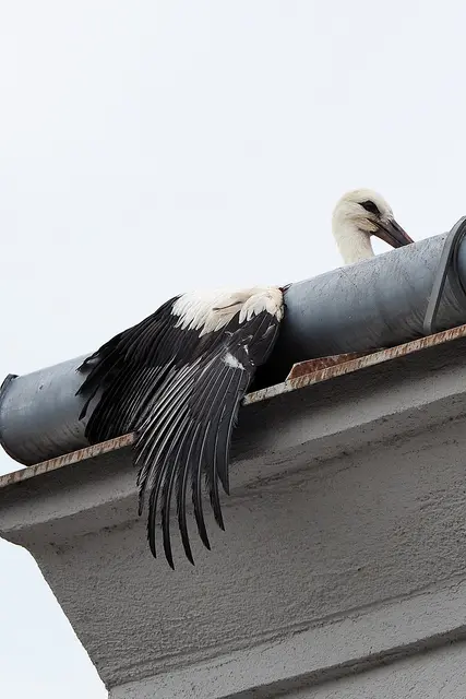 Ein junger Storch geriet in Zwettl in eine missliche Lage. Die Feuerwehr half dem gefiederten „Babylieferanten“ wieder auf die Beine – beziehungsweise auf die Flügel. | Foto: Rudolf Bind