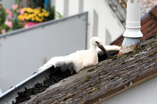 Ein junger Storch geriet in Zwettl in eine missliche Lage. Die Feuerwehr half dem gefiederten „Babylieferanten“ wieder auf die Beine – beziehungsweise auf die Flügel. | Foto: Rudolf Bind