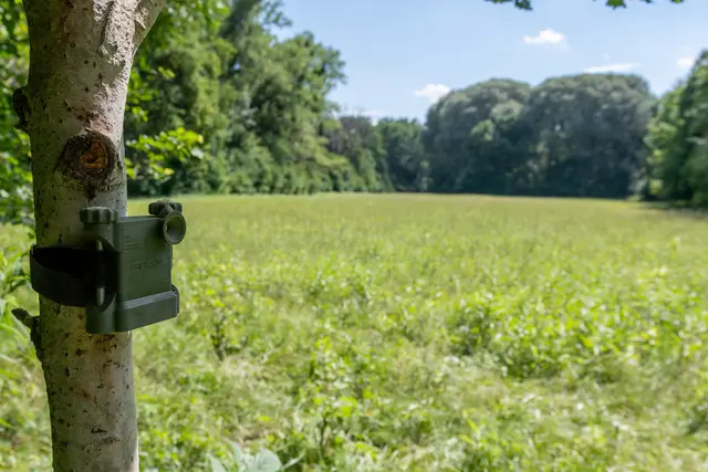 Kleine Audiorekorder machen die Vogelwelt der Donau-Auen hörbar: Mithilfe von KI können seltene Arten wie Wachtelkönig und Zwergohreule nachgewiesen werden. | Foto: oebf/capreolus