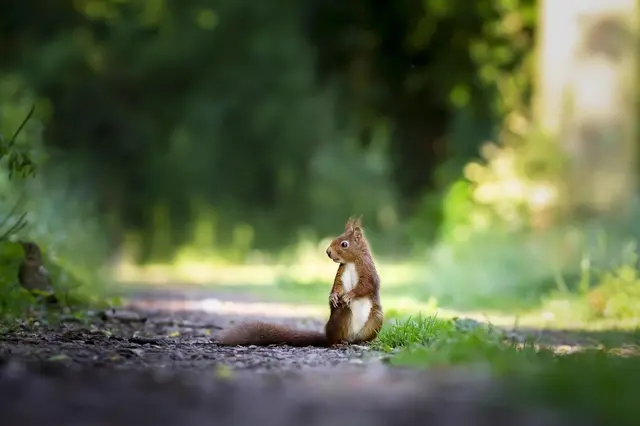 In Laxenburg sollen fleischfressende Eichhörnchen ihr Unwesen treiben. Wir sind einem Tiktok Video auf die Spur gegangen.  | Foto: eluxirphoto/pixabay