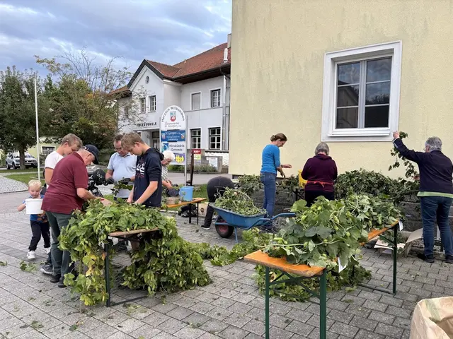 Georgifest: Hopfenzupfen | Foto: Gemeinde St. Georgen bei Obernberg am Inn