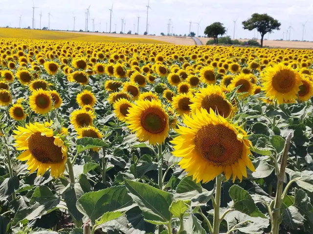 Sonnenblumen im Hintergrund Windräder  | Foto: Hofstetter Gertrude