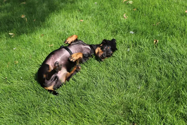 Die Hunde fühlten sich im neuen Park direkt wohl.  | Foto: BV17