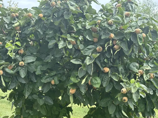 Die Quitte zählt zur Hauptfrucht, die von Edelbrände Posch verarbeitet wird. | Foto: MeinBezirk/Waltraud Fischer