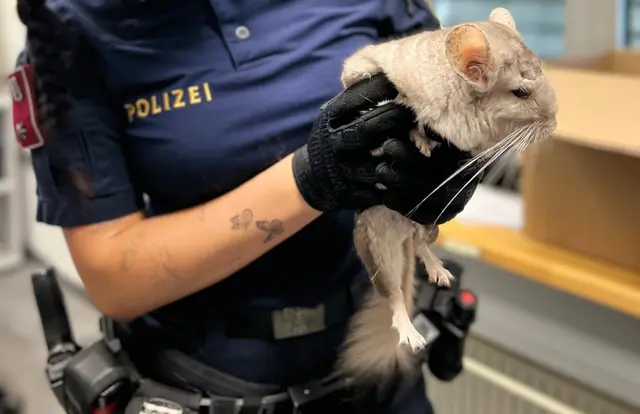 So schaut das Tier aus. | Foto: LPD Kärnten