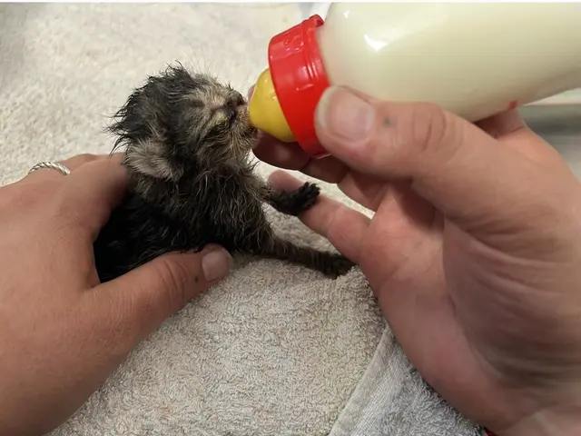 Zur Spitzenzeit hatte der Tierschutzhof Pfotenhilfe 22 Babykatzen am Hof. | Foto: Pfotenhilfe