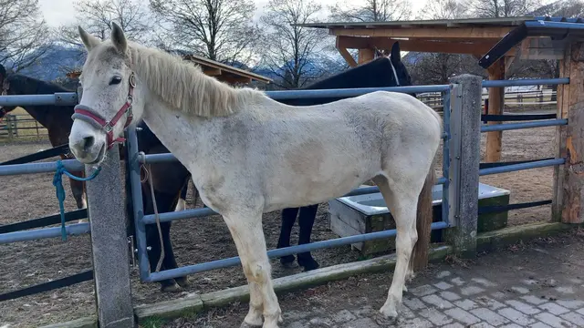 Die 15-jährige Stute Lillyfee hat sich von den Folgen der schweren Vernachlässigung erholt und sucht nun einen erfahrenen und einfühlsamen Menschen. | Foto: Österreichischer Tierschutzverein