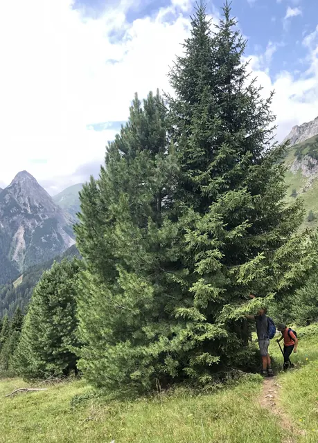 Baumschnittarbeiten auf Wanderwegen | Foto: Klara Rauchlatner
