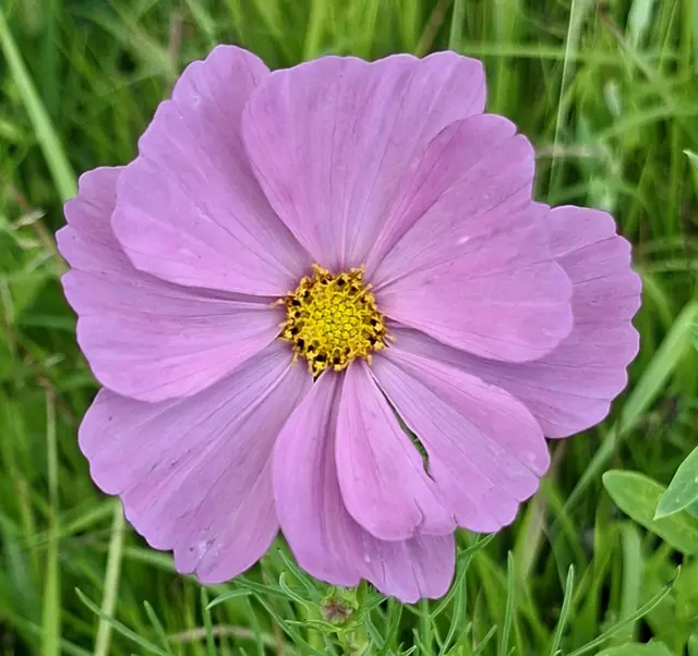 Foto: Kurt Nöhmer