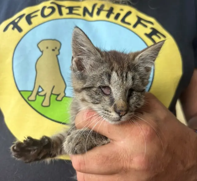 Katzenbaby Kitty ist durch einen Katzenschnupfen blind geworden. | Foto: Pfotenhilfe