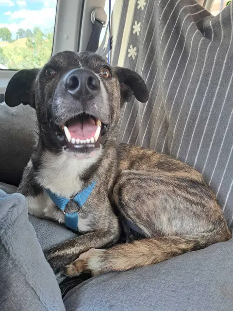 Der entzückende, bereits kastrierte MAURO ist sehr gut mit anderen Hunden verträglich und wurde auf seiner Pflegestelle gut von den anderen Hunden aufgenommen. Mauro ist 2 Jahre und wiegt 22 kg.
Mauro ist ein wirklich fabelhafter Hund, der relaxt im Auto mit fährt, schon recht brav an der Leine geht und sehr sozial mit seinen Artgenossen umgeht.
Zu Menschen ist Mauro anfangs etwas vorsichtig, schenkt einem aber schnell sein Vertrauen.
Kontakt: Tullner Pfotenhilfe,  0664/1276603
 | Foto: Pfotenhilfe Tulln