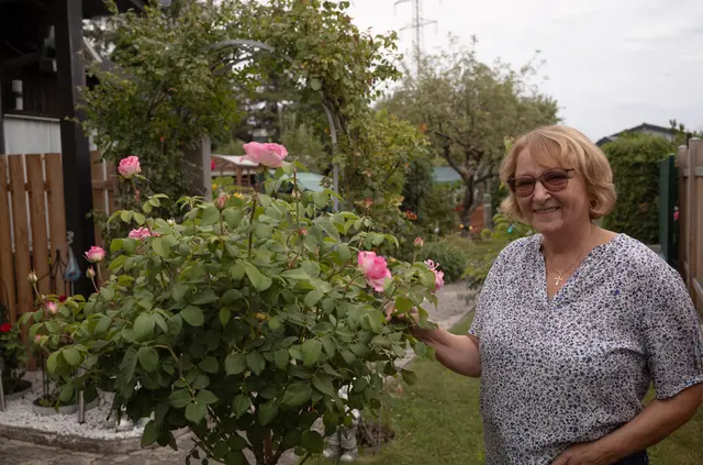 Einer von vielen Rosenstöcken im Garten Kerschhofer. | Foto: Santrucek