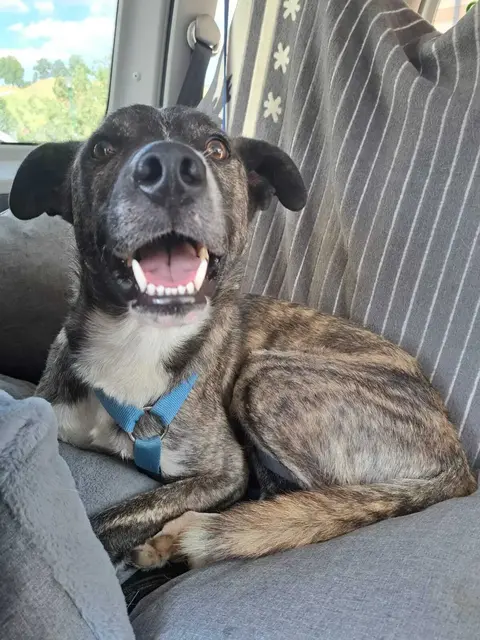 Der entzückende, bereits kastrierte MAURO ist sehr gut mit anderen Hunden verträglich und wurde auf seiner Pflegestelle gut von den anderen Hunden aufgenommen. Mauro ist 2 Jahre und wiegt 22 kg.
Mauro ist ein wirklich fabelhafter Hund, der relaxt im Auto mit fährt, schon recht brav an der Leine geht und sehr sozial mit seinen Artgenossen umgeht.
Zu Menschen ist Mauro anfangs etwas vorsichtig, schenkt einem aber schnell sein Vertrauen.
Kontakt: Tullner Pfotenhilfe,  0664/1276603
 | Foto: Pfotenhilfe Tulln