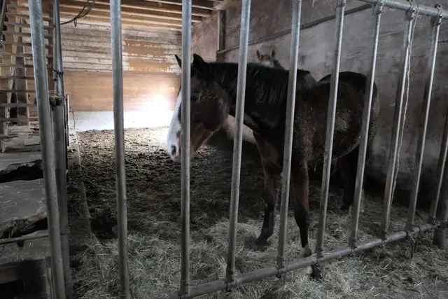 Nach Monaten der Rehabilitation in der Pferdeklappe in Reutte sind die beiden Stuten Twilight und Lillyfee wieder gesund und bereit für ein neues Zuhause. | Foto: Österreichischer Tierschutzverein