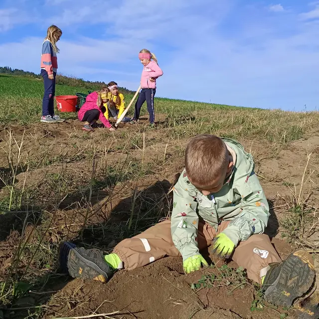 Besonders spannend ist für die Kinder immer die Erdäpfelernte. | Foto: Barbara Eisner
